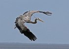 Great Blue Heron Ardea herodias